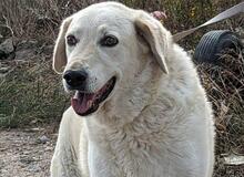 ROMUALDO, Hund, Maremma Abruzzenhund in Werne - Bild 12