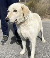 ROMUALDO, Hund, Maremma Abruzzenhund in Werne - Bild 13