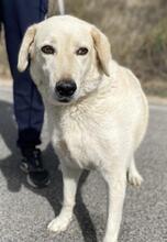 ROMUALDO, Hund, Maremma Abruzzenhund in Werne - Bild 14