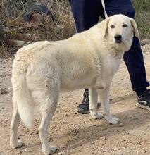 ROMUALDO, Hund, Maremma Abruzzenhund in Werne - Bild 15