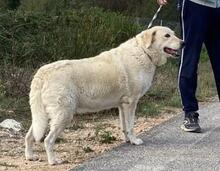 ROMUALDO, Hund, Maremma Abruzzenhund in Werne - Bild 16