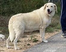 ROMUALDO, Hund, Maremma Abruzzenhund in Werne - Bild 17