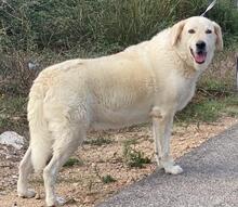 ROMUALDO, Hund, Maremma Abruzzenhund in Werne - Bild 18