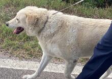 ROMUALDO, Hund, Maremma Abruzzenhund in Werne - Bild 19