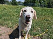 ROMUALDO, Hund, Maremma Abruzzenhund in Werne - Bild 2