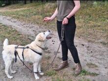 ROMUALDO, Hund, Maremma Abruzzenhund in Werne - Bild 3