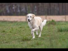 ROMUALDO, Hund, Maremma Abruzzenhund in Werne - Bild 4