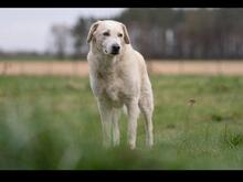 ROMUALDO, Hund, Maremma Abruzzenhund in Werne - Bild 6