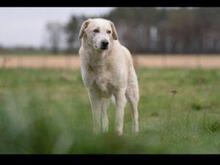 ROMUALDO, Hund, Maremma Abruzzenhund in Werne - Bild 7