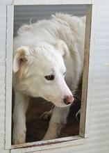 MILA, Hund, Maremmano-Mix in Italien - Bild 10