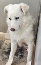 MILA, Hund, Maremmano-Mix in Italien - Bild 24