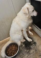 MILA, Hund, Maremmano-Mix in Italien - Bild 25