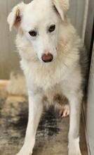 MILA, Hund, Maremmano-Mix in Italien - Bild 26