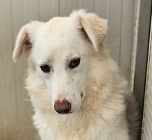 MILA, Hund, Maremmano-Mix in Italien - Bild 27