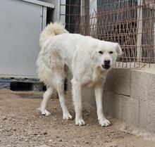 MILO, Hund, Maremmano-Mix in Italien - Bild 11