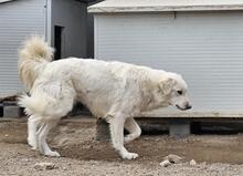 MILO, Hund, Maremmano-Mix in Italien - Bild 12