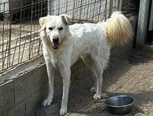 MILO, Hund, Maremmano-Mix in Italien - Bild 19