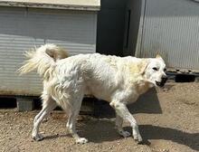 MILO, Hund, Maremmano-Mix in Italien - Bild 22