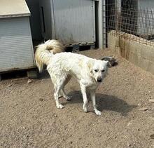 MILO, Hund, Maremmano-Mix in Italien - Bild 23