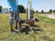 MICHELLE, Hund, Mischlingshund in Bulgarien - Bild 10