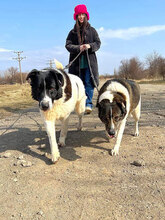 MICHELLE, Hund, Mischlingshund in Bulgarien - Bild 4