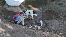 HELGA, Hund, Mischlingshund in Bulgarien - Bild 11