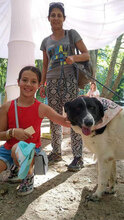 HELGA, Hund, Mischlingshund in Bulgarien - Bild 13