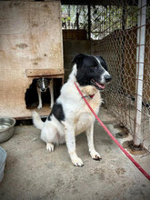 HELGA, Hund, Mischlingshund in Bulgarien - Bild 14