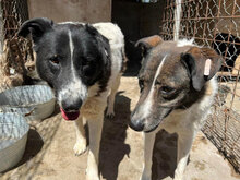 HELGA, Hund, Mischlingshund in Bulgarien - Bild 15