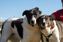 HELGA, Hund, Mischlingshund in Bulgarien - Bild 2