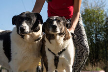 HELGA, Hund, Mischlingshund in Bulgarien - Bild 3