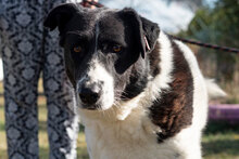 HELGA, Hund, Mischlingshund in Bulgarien - Bild 4