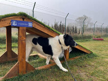 HELGA, Hund, Mischlingshund in Bulgarien - Bild 5