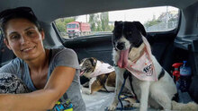 HELGA, Hund, Mischlingshund in Bulgarien - Bild 8