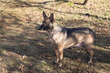 FLOWER, Hund, Malinois-Mix in Kroatien - Bild 1