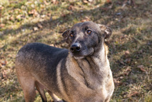 FLOWER, Hund, Malinois-Mix in Kroatien - Bild 2