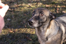 FLOWER, Hund, Malinois-Mix in Kroatien - Bild 3