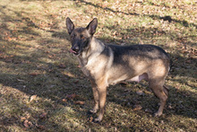 FLOWER, Hund, Malinois-Mix in Kroatien - Bild 4