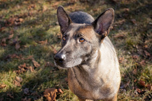 FLOWER, Hund, Malinois-Mix in Kroatien - Bild 5