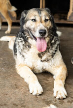 PETAL, Hund, Siberian Husky-Mix in Bulgarien - Bild 1