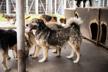 PETAL, Hund, Siberian Husky-Mix in Bulgarien - Bild 2