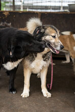 PETAL, Hund, Siberian Husky-Mix in Bulgarien - Bild 3