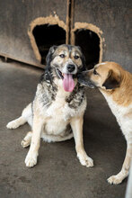 PETAL, Hund, Siberian Husky-Mix in Bulgarien - Bild 4