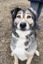 PETAL, Hund, Siberian Husky-Mix in Bulgarien - Bild 5