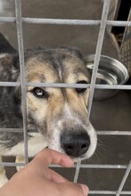 PETAL, Hund, Siberian Husky-Mix in Bulgarien - Bild 6