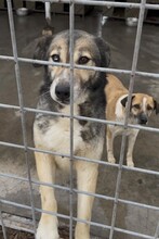 PETAL, Hund, Siberian Husky-Mix in Bulgarien - Bild 7
