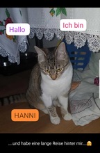 HANNI, Katze, Hauskatze in Dresden