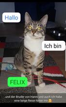 FELIX, Katze, Hauskatze in Dresden