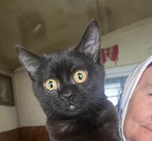 TILA, Katze, Hauskatze in Rumänien