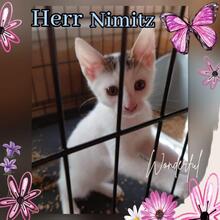 HERRNIMITZ, Katze, Hauskatze in Rumänien